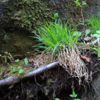 川俣川東沢の植物探索　令和7年5月8日