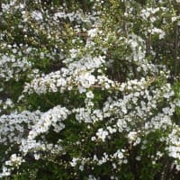 先週のウォーキング と先週、出合った季節の花 　3/20