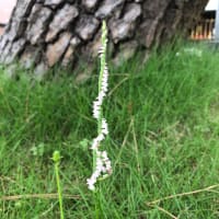 二か月に　一度通院　義母元気