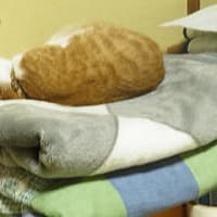 布団の上で寝るネコ