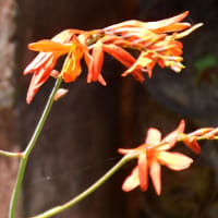 野の花　モントブレチア