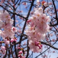 ２０２１年も桜の季節は超早め