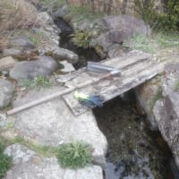 ブルーベリーについて