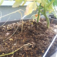 高カロテン トマト 想像の10倍育った(笑)