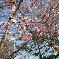 230315　蝦夷山桜
