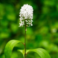 花の植物園