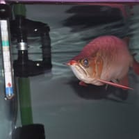 アルティマ　ステゴザウルス　ピットブル　２７ｃｍ