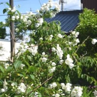 庭で・・