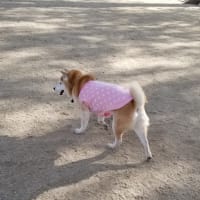 クリンへの想いは尽きなくて・・・310
