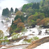 棚田の雪どけ