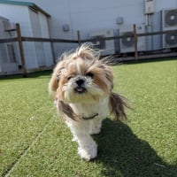 ネオパーサ静岡〜ちょっとお花見