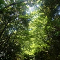 ほぼ写真だけ更新