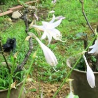 今１種の「擬宝珠」の花、鉢植えで開花。