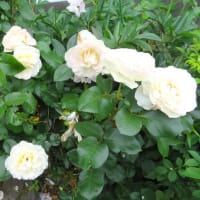 ７月の庭（１）庭は花盛り