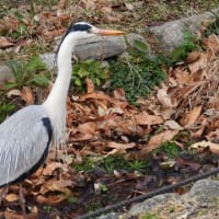 大仙公園（２０２５年３月６日）