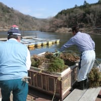 【2016】円良田湖（寄居町） 諏訪湖産ワカサギ卵を　さらに４００万粒放流！！