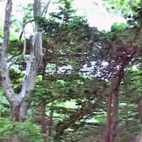 海鳥のサンクチュアリ　天売島と森林浴を楽しむメルヘンの焼尻島　５５回目　焼尻島