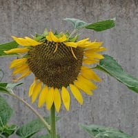 6/23(月)朝焼け&夕日に輝く里山〜🎵