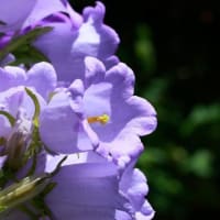 紫の花。
