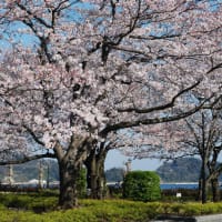 ヴェルニー公園の桜