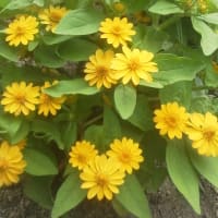 千里南公園夏花壇