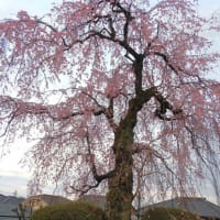 近所の桜見物