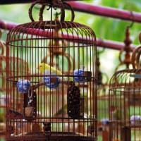 100 Pecinta Burung Ikut Kontes Puter Walikota Surabaya 2017