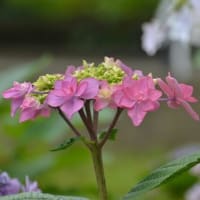 雨上がりの紫陽花