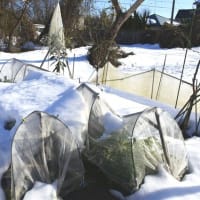 2021秋冬　家庭菜園　雪対策
