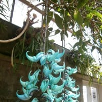 神代植物公園　　―5月15日―