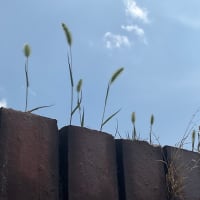 お洗濯日和🌞