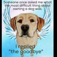 犬を飼うことで一番難しいこと