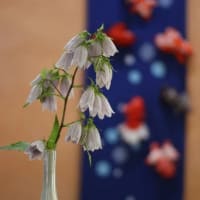 蛍袋（ホタルブクロ）