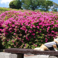 つつじの丘公園