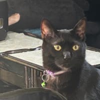 看板猫がいるお店で猫飲み スナック子猫さん 予告編 (2506)