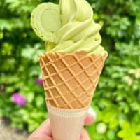 息子の車で宇治までドライブに行きました