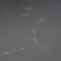 黒鯛かボラ（鱸）
