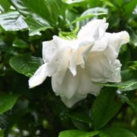 オオヤエクチナシが開花