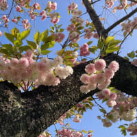 桜の花が若草色！