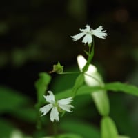 真夏日の植物園の花