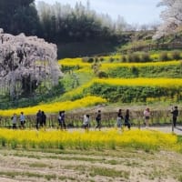 国指定の天然記念物：三春の滝桜