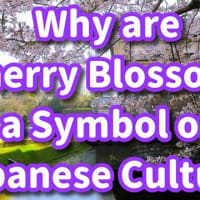 桜はなぜ日本文化の象徴なのか？—自然災害との関係