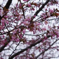 新川通の #桜 が咲いてきました。びっくり。
