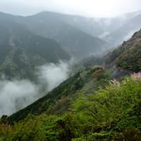 新緑の吉野山～雨降るなめご谷