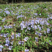 4月花壇
