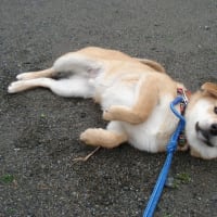 チャオありがとう
