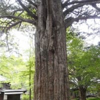 　軽井沢のいろいろ　軽井沢の巨木・・　市村家の櫟(いちい)