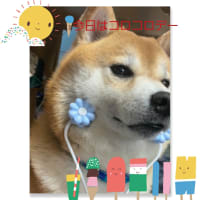 今日はコロコロデー