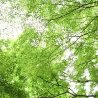 青水無月の青楓。