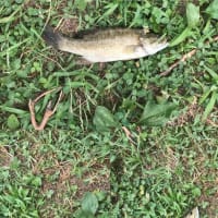 ☆どうよ！！！血圧低いでしょう！！年寄り自慢！！（笑）☆